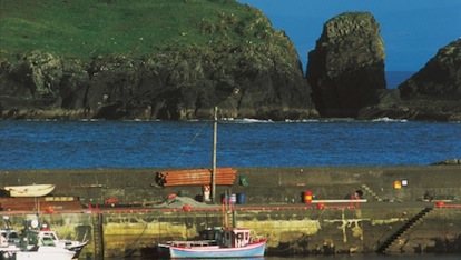 Whale watching in Ireland | Ireland.com